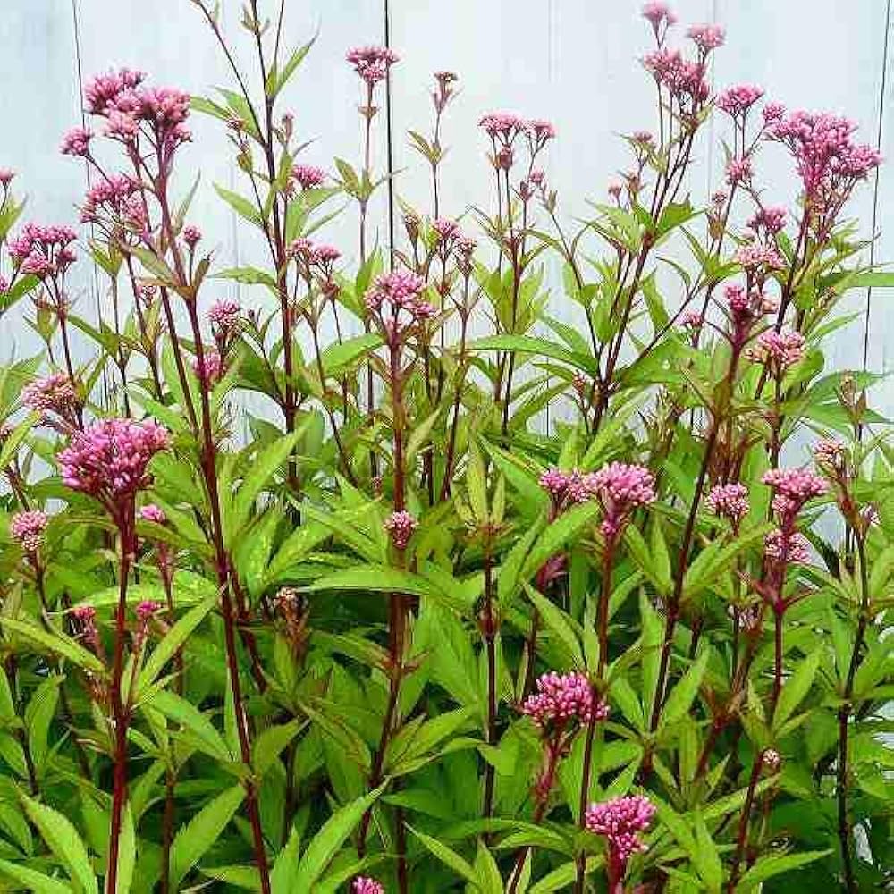 Amazon.co.jp: フジバカマ 鉢植え 5号 藤袴 山野草 宿根草 秋の